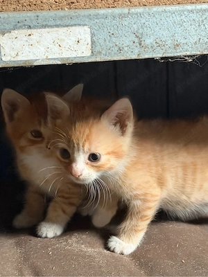 Liebevolle Katzenbabys suchen ein neues Zuhause