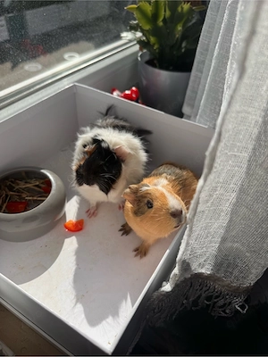 2 Meerschweinchen-Weibchen zu verkaufen 