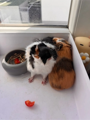 2 Meerschweinchen zu verkaufen 
