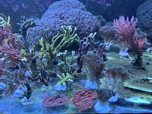 Meerwasser Ableger Korallen SPS Euphylia LPS