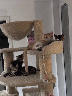 Wunderschöne Kätzchen Kitten zu vermitteln