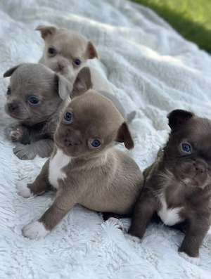Chihuahua Welpen 