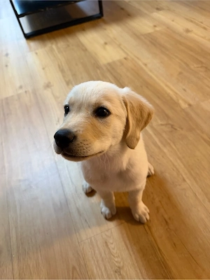 Labrador Welpe Rüde 