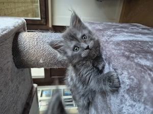 Wunderschöne Maine Coon Kitten