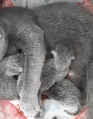 russisch blau kitten 