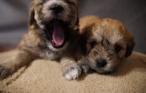Maltipoo Welpen 