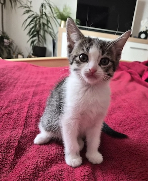 Eine bezaubernde kleine Katze mit einem ganz lieben Charakter wartet auf ihre liebevollen Eltern.   