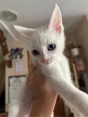 Katzenbabys 