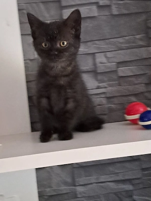 Süßes Katzenmädchen sucht ein liebevolles Zuhause!     
