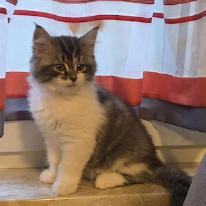 Maine Coon Kitten bald Abgabe bereit 