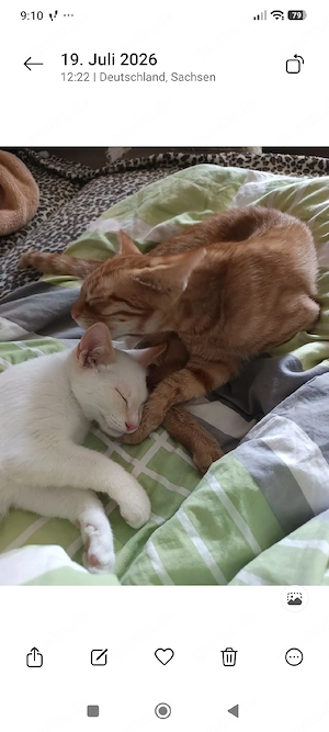 Junger Kater zu vermitteln !