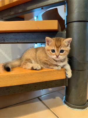 BKH Katzenbabys Kitten
