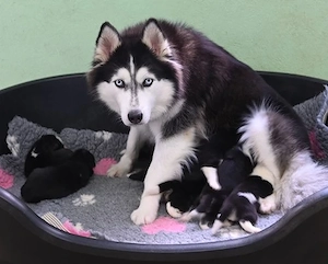 husky Welpen 