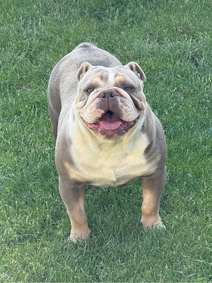 New English Bulldog Hündin, 3 Jahre sucht liebevolles Zuhause