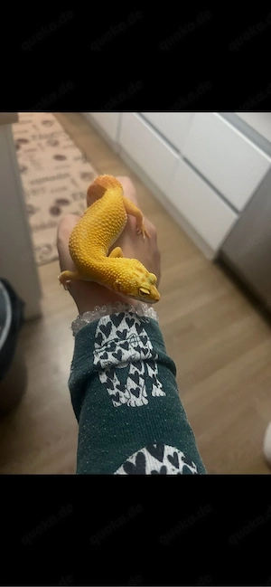 leopardgecko weibchen giant manderin tremper albino 