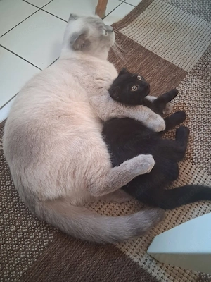 Meine 2 Bkhs suchen ein neues Zuhause 