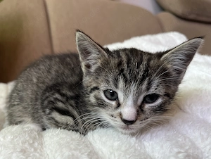 Baby Katze Kätzchen getigert grau in liebevolle Hände abzugeben weiblich