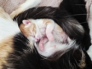drei wundervolle kitten von unserer Glückskatze Maja  