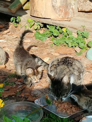 Kitten abzugeben 