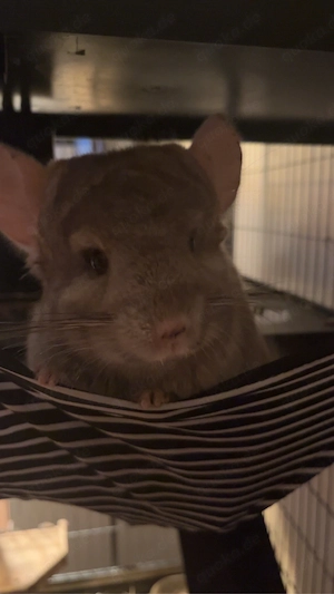 2 Chinchillas zu verkaufen 