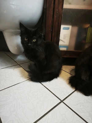 MaineCoon Mix Kitten Babykatze 