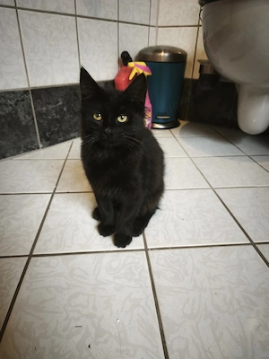 Maine coon Mix Kitten 