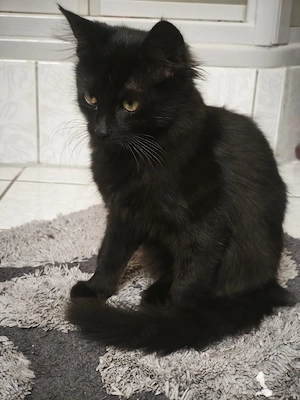 Katzenbaby Kitten Babykatze 