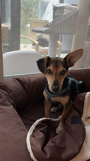 Sunny (Rüde) sucht als Zweithund sein Glück
