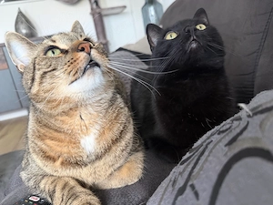 2 Kater suchen liebevolles Zuhause!