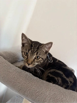 Katzen suchen liebevolles zuhause dringend