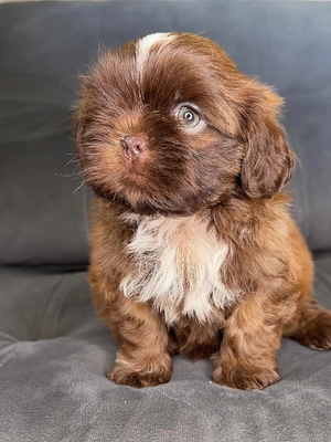 Bezaubernde Shih Tzu Welpen suchen ein liebevolles Zuhause.