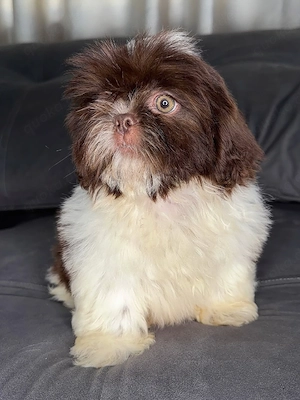 Bezaubernde Shih Tzu Welpen suchen ein liebevolles Zuhause.