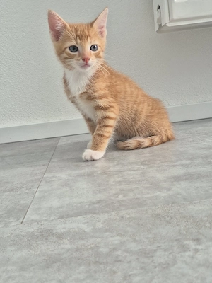 katzenbaby männlich  