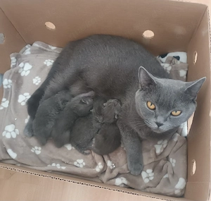 Reinrassige BkH Kitten 