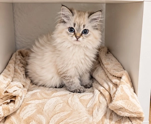 Point kitten BLH BKH suchen ein Zuhause 