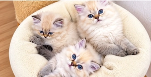 Point kitten BLH BKH suchen ein Zuhause 