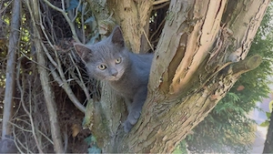 Britisch Kurzhaar Kater 