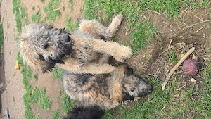 Goldendoodle welpen suchen ein neues zu Hause