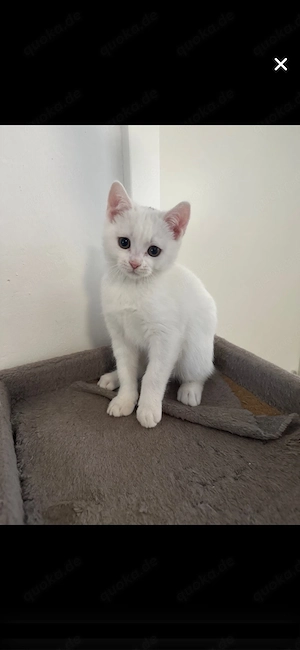 Süße Bkh Kitte 