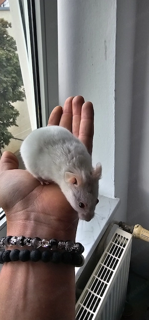 Goldhamster aus gepflekter Hobbyzucht handzahm 