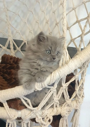 Britisch Langhaar Kitten