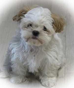bezaubernde Shih Tzu Mixies