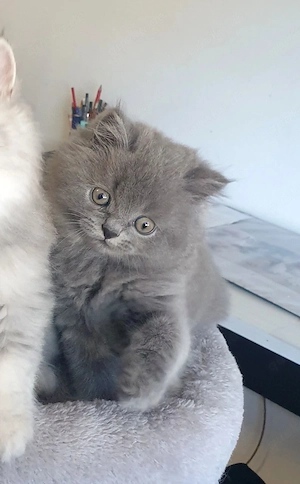 Britisch Langhaar Kitten