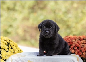 Süße Labrador-Welpen suchen ihr liebevolles Für-immer-Zuhause   