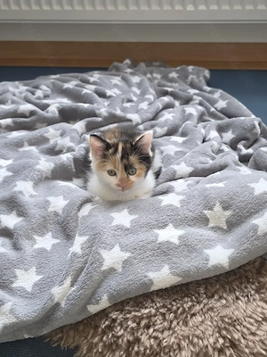 Katzenbaby sucht ein Zuhause für immer 