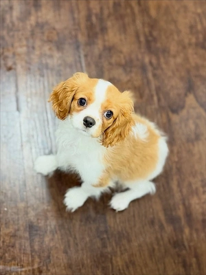 Cavalier King Charles Spaniel Welpen abzugeben