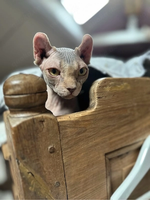 Sphynx Elf 1 Jahr alt Eine kleine Herzensdiebin mit ganz großem Kuschelherz