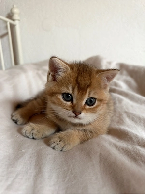 BKH Katzenbabys Kitten