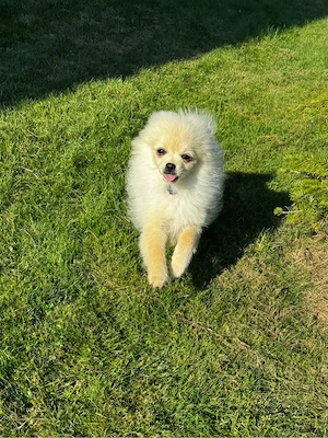  Zwergspitz  Pomeranian Rüde Abgabe bereit! 