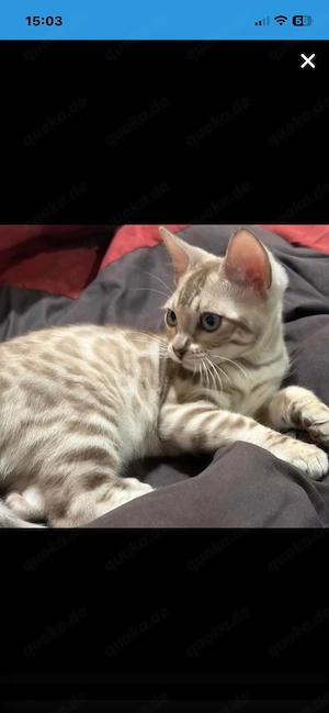 Bengal Weibchen abzugeben 